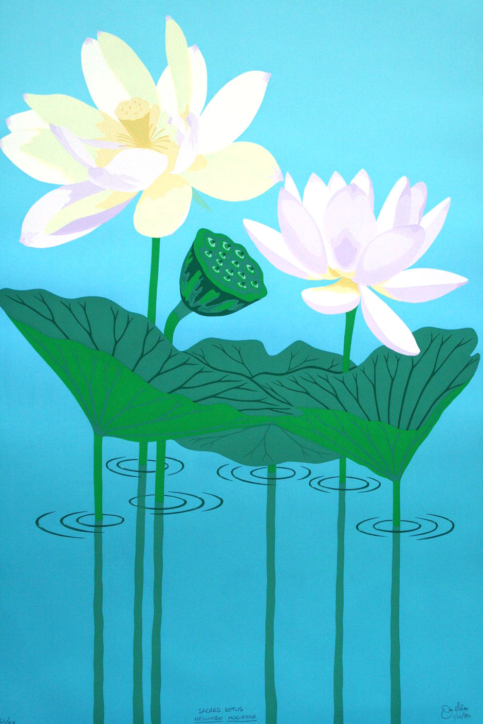 Sacred Lotus